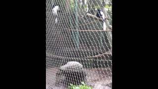 Colobus Monkey