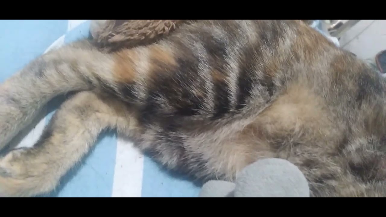 "Gatos deixam marcas de patas em nossos corações para sempre." ❤️