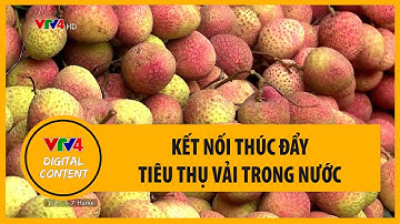 Kết nối thúc đẩy tiêu thụ vải trong nước | VTV4