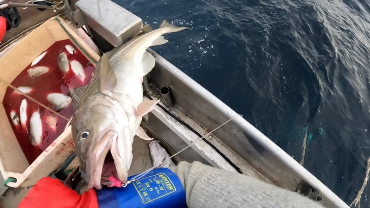 Skrei fiske på juksa dag 1 i 2026. Kanon start utenfor sørøya. Silden står ennå, så det er mye fisk
