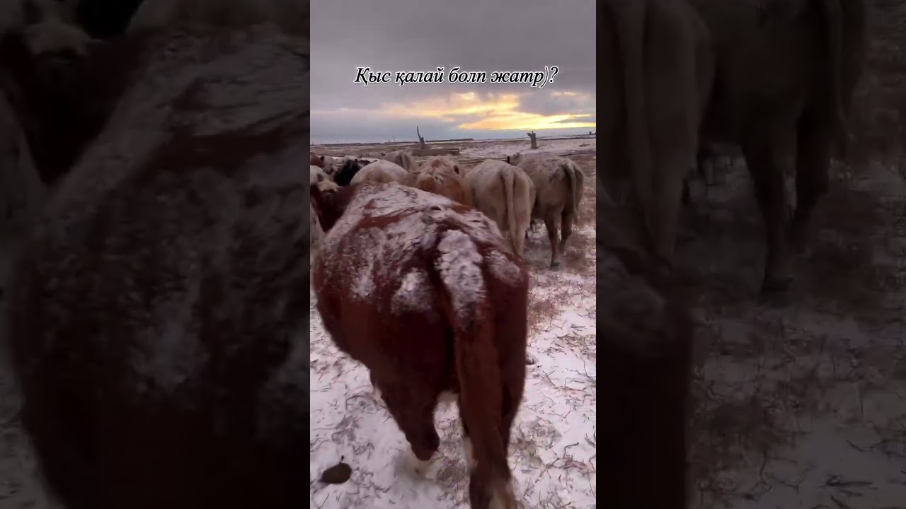 Қыс қалай болып жатыр? 