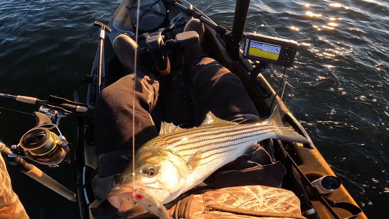 Striper Fishing with Swimbaits & Twitch Baits YouTube