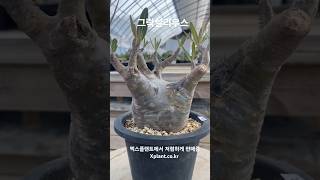 #그락실리우스 저렴하고 다양한 #희귀코덱스  대량보유#엑스플랜트 xplant.co.kr #아프리카식물 #코덱스 #괴근식물