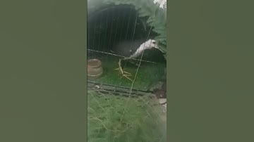 Quốc mồi Mái 3 Mùa ae Xem Vui Nhé