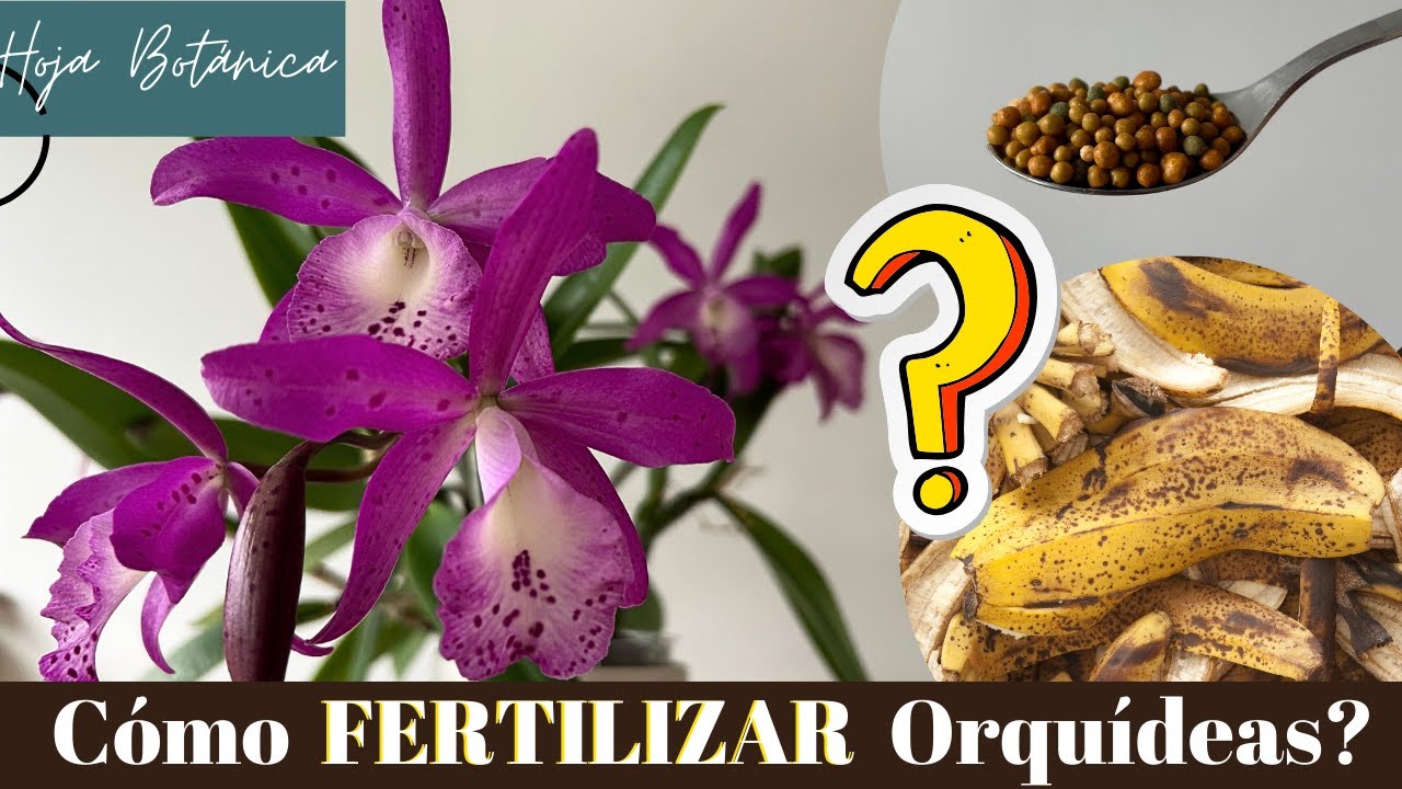 💡 ¿Cómo Fertilizar Orquídeas? TODO lo que Necesitas Saber 🌸