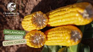 What One Corn Plant Can Reveal | Oklahoma Dryland Corn Check 🌽