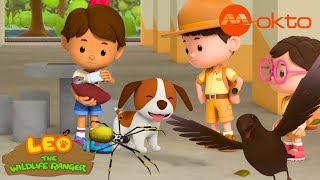 What ANIMALS can we find in the URBAN JUNGLE? | Leo the Wildlife Ranger Compilation | @mediacorpokto