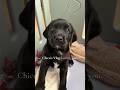 Cute Labrador Puppy Chico&#39;s 48th Day! #puppy #dog #labrador #cutedog #chico