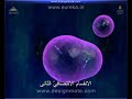 مراحل تكوين البويضات في أنثي الإنسان مراحل تكوين البويضات في أنثي الإنسان