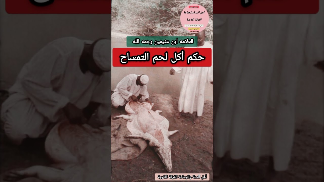 #حكم أكل لحم #التمساح     #العلامه ابن عثيمين رحمه الله