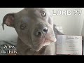 Funny Talking Dog Gets Amazing Gifts Becomes A Lord!