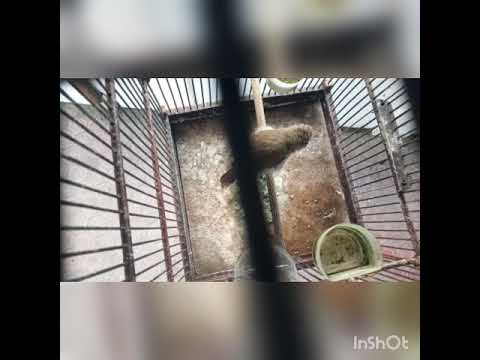 Opior Paruh Tebal Bersiul By Dino Byger Opior Paruh Tebal Bersiul By Dino Byger