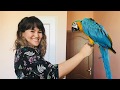 Can I Train a Macaw To Like ME in One Day?! | Amur's Story