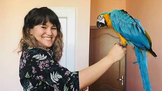 Can I Train a Macaw To Like ME in One Day?! | Amur's Story