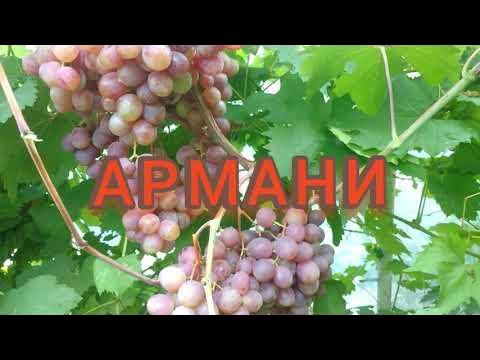 Виноград сорт армани фото описание