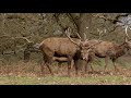 Shooting in richmond park