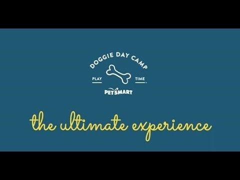 petsmart-doggie-day-camp:-the-ultimate-dog-day-care-experience