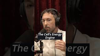 The Vicious Cycle of Aging Explained