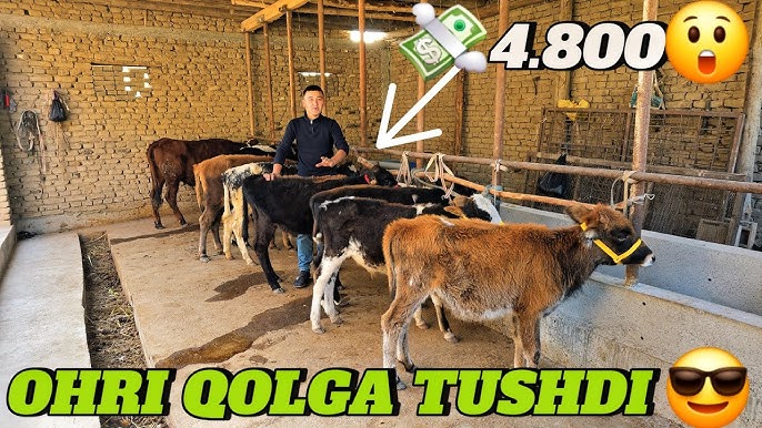 Voyaga etgan ayollarning mushuklarini korsating