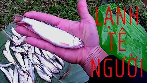 Câu cá mương mùa đông.lure cá mương một ngày trời lạnh cong ,người hà giang 23