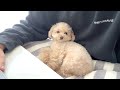 【新生活日記】新たに定位置を見つけた小殿