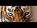 Documentaire animaux sauvages le tigre de sibrie