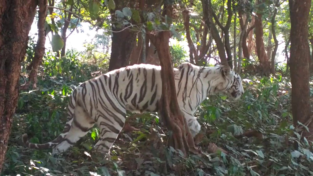 nandankanan tiger safari