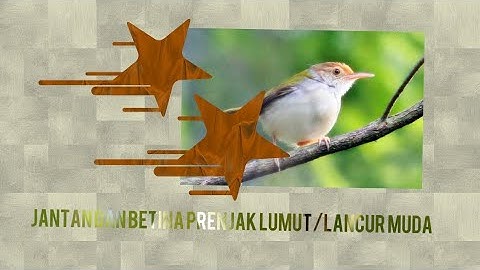 Membedakan jantan betina burung prenjak lumut/lancur muda