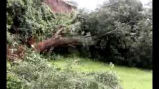tree2.mp4