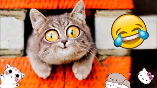 Смешные Кошки И Другие Животные/ 4 Минуты Смеха