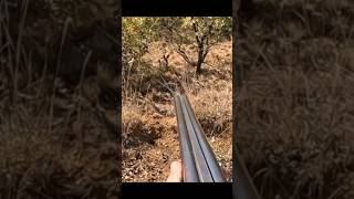 Охота на кролика крупным планом 🎯 Невероятный момент!”#охота #chasse #rabbithunting#wildlife
