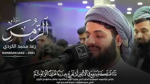 تلاوة في غاية  الجمال والروعة سورة الزمر كامة رعد محمد الكردي رمضان _1442_2024🥀
