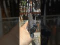 Why Airsoft Players Choose CZ Shadow 2 #airsoftpistol #shorts #trending