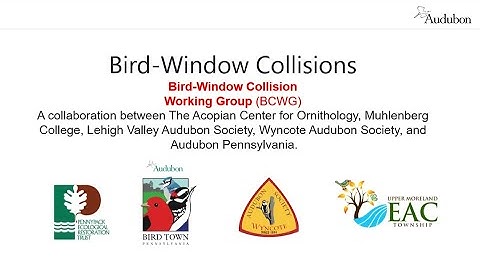 Bird Window Collisions Information Session