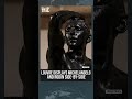 Master Sculptors Michelangelo And Rodin Go Head‑to‑head In New Louvre Exhibition | #shorts