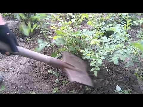 Роза перерастает в шиповник. Удаляем поросль шиповника.The rose grows into a rosehip. We remove .
