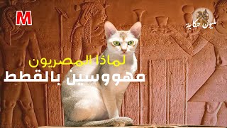 الحضارة المصرية ح20 القطط