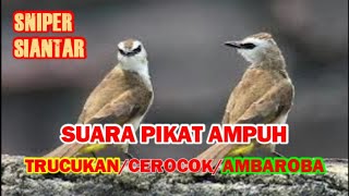 Suara Burung Trucukan-Trocokan-Cerocok (Ambaroba) Pikat manjur ampuh | SNIPER Siantar