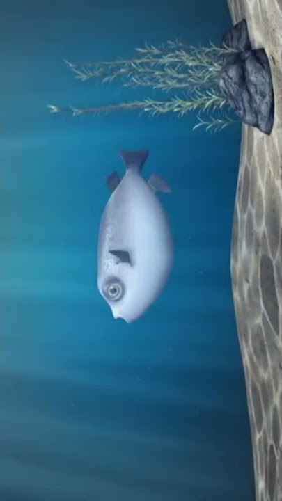 Fugu Fish #short #pufferfish