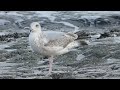 Herring Gull, Larus argentatus, 2cy, Maasvlakte, ZH, the Netherlands, 24 Oct 2025 (199)