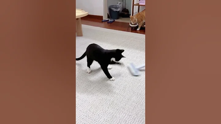 Watch the video about This animal trains boxing like Mike Tyson #cat #catvideos #catlover #kucing #funny #cut #shorts