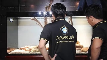 SETUP BỂ CÁ DĨA HOANG DÃ