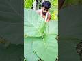 How to Make Umbrella from Leaves | Survival Camping Hack
