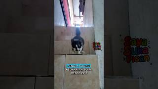Kenapa Kucing Peeliharaan Suka Menggigit? #faktakucing #kucingkampung #kucinghitam