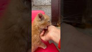 Kitty Loves Biting 😅