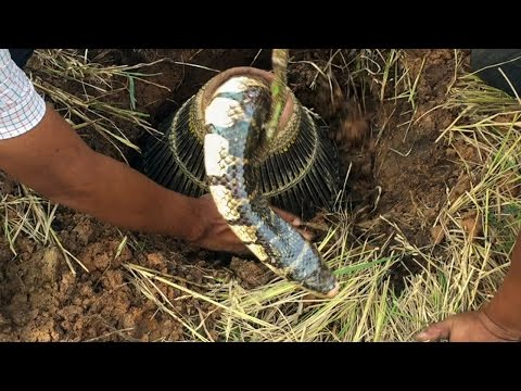 Easy Hole Bamboo Snake Trap To Catch Dog Faced Water Snake by Brave Man ...