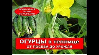 ОГУРЦЫ: ПОСАДКА ОГУРЦОВ В ТЕПЛИЦУ. Рассада огурцов- не нужна. Выращивание огурцов в теплице ОГУРЦЫ: ПОСАДКА ОГУРЦОВ В ТЕПЛИЦУ. Рассада огурцов- не нужна. Выращивание огурцов в теплице