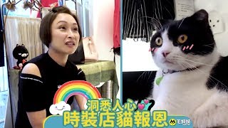 【動人故事】洞悉人心 時裝店貓報恩寵物店長 英短 貓之報恩 毛城城 MoCityHK