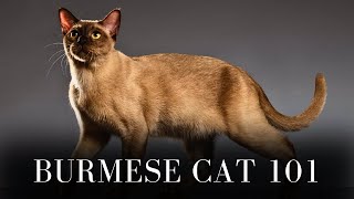 Burmese Cat 101  Everything You Need to Know