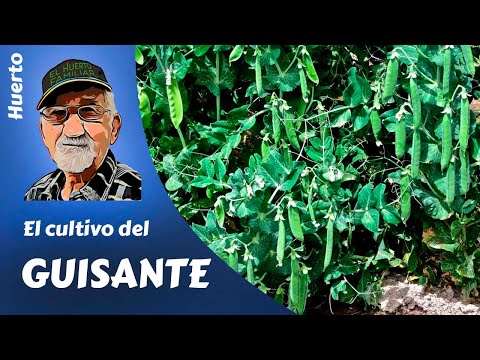Video: Cuidar los guisantes de jardín: cómo y cuándo plantar guisantes